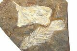 Paleocene Fossil Plant Plate - North Dakota #262286-1
